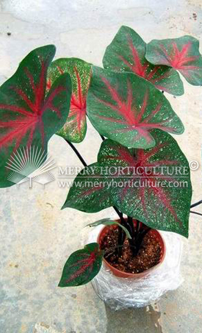 Caladium Mrs Arno Nehrling